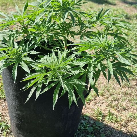 White Widow CBD (Outdoors) growlog timeline photo