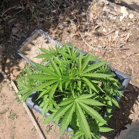 White Widow CBD (Outdoors) growlog timeline photo