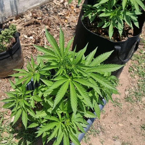 White Widow CBD (Outdoors) growlog timeline photo