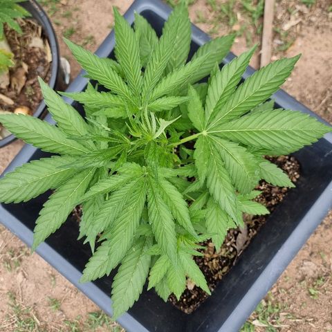 White Widow CBD (Outdoors) growlog timeline photo