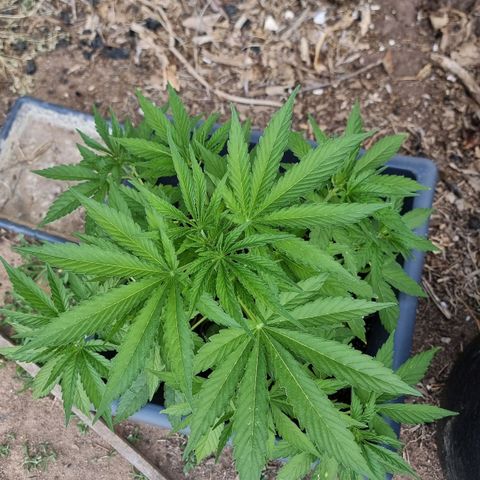 White Widow CBD (Outdoors) growlog timeline photo