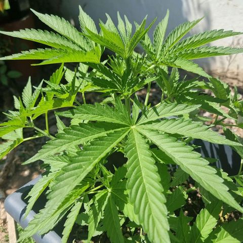 White Widow CBD (Outdoors) growlog timeline photo