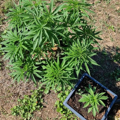 White Widow CBD (Outdoors) growlog timeline photo