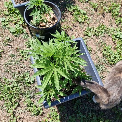 White Widow CBD (Outdoors) growlog timeline photo