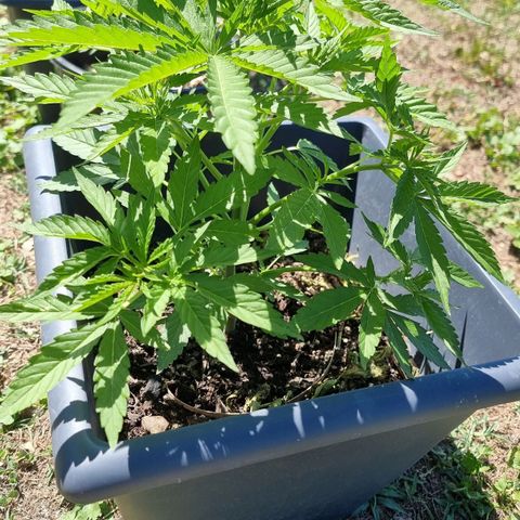 White Widow CBD (Outdoors) growlog timeline photo