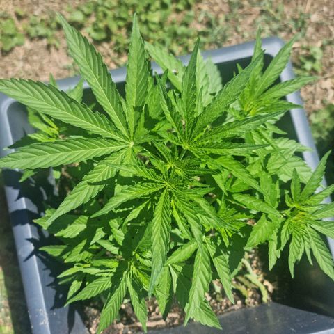 White Widow CBD (Outdoors) growlog timeline photo