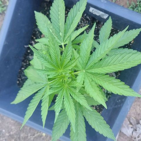 White Widow CBD (Outdoors) growlog timeline photo