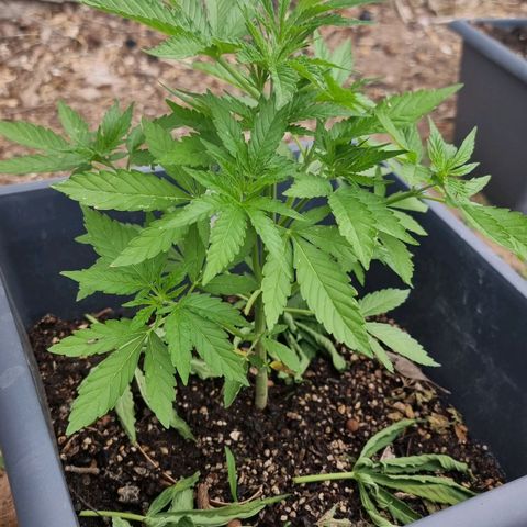 White Widow CBD (Outdoors) growlog timeline photo