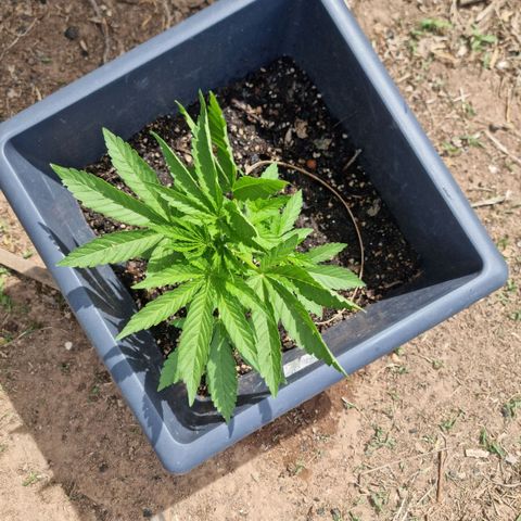 White Widow CBD (Outdoors) growlog timeline photo