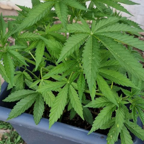 White Widow CBD (Outdoors) growlog timeline photo