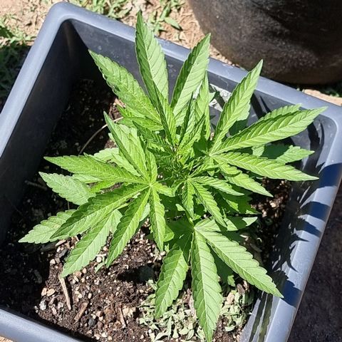 White Widow CBD (Outdoors) growlog timeline photo