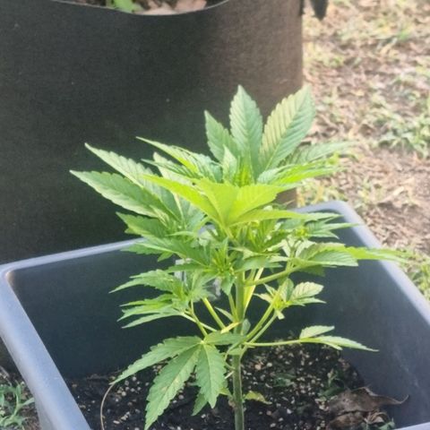 White Widow CBD (Outdoors) growlog timeline photo