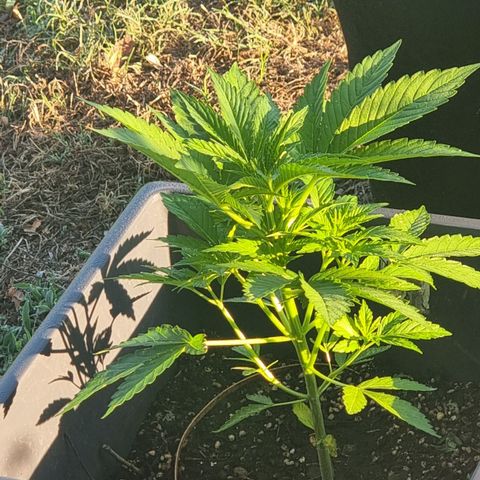 White Widow CBD (Outdoors) growlog timeline photo
