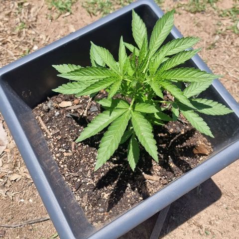 White Widow CBD (Outdoors) growlog timeline photo