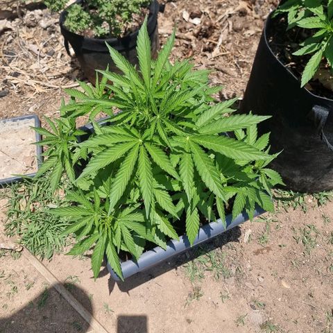 White Widow CBD (Outdoors) growlog timeline photo