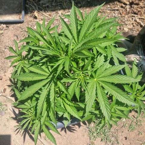 White Widow CBD (Outdoors) growlog timeline photo