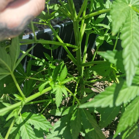 White Widow CBD (Outdoors) growlog timeline photo