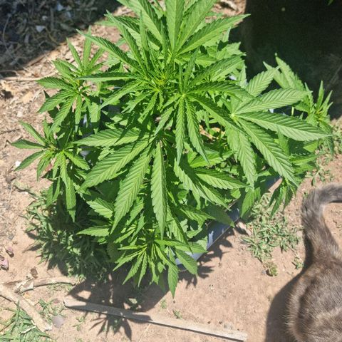 White Widow CBD (Outdoors) growlog timeline photo