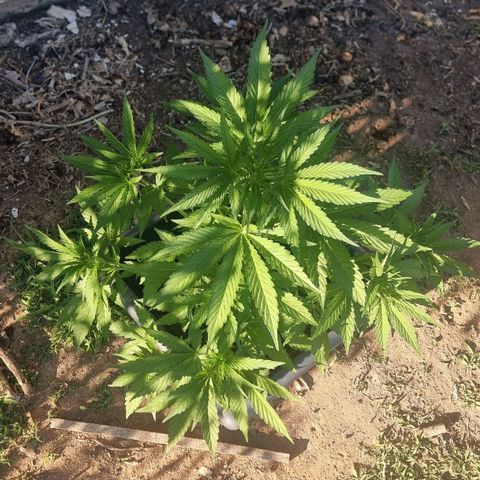 White Widow CBD (Outdoors) growlog timeline photo