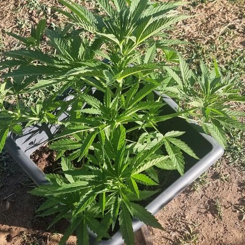 White Widow CBD (Outdoors) growlog timeline photo