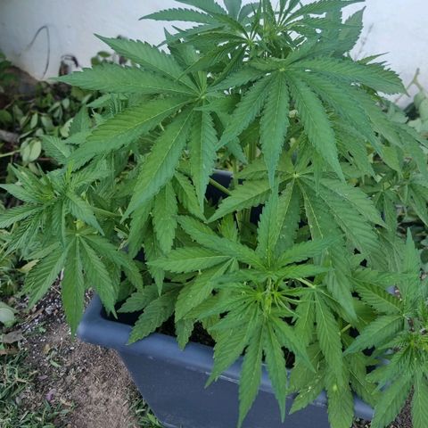 White Widow CBD (Outdoors) growlog timeline photo