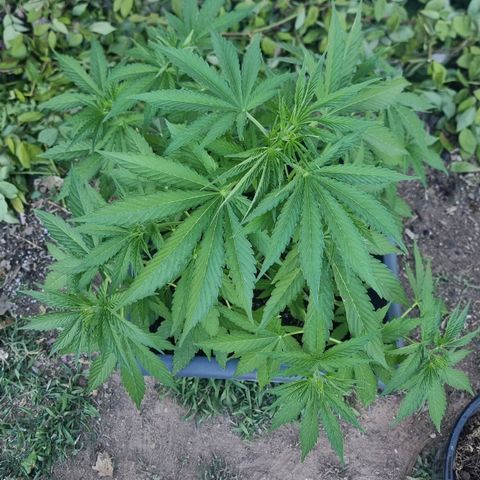 White Widow CBD (Outdoors) growlog timeline photo