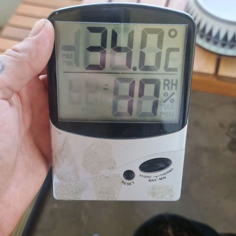White Widow CBD (Outdoors) growlog timeline photo