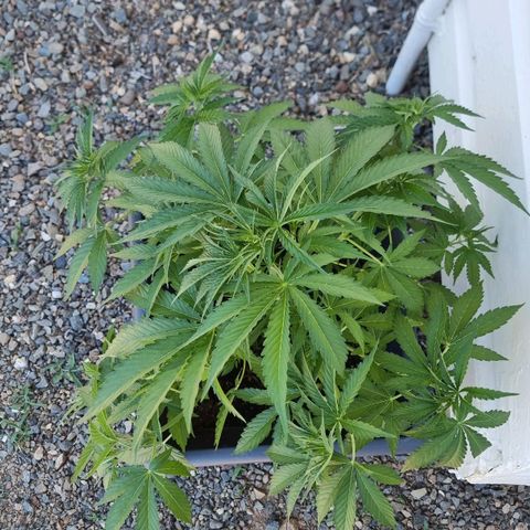 White Widow CBD (Outdoors) growlog timeline photo
