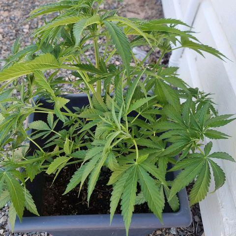 White Widow CBD (Outdoors) growlog timeline photo