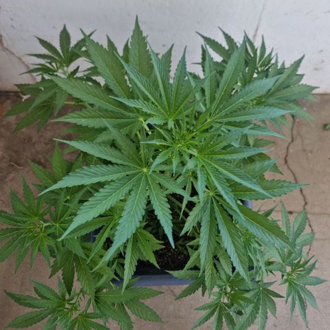 White Widow CBD (Outdoors) growlog timeline photo