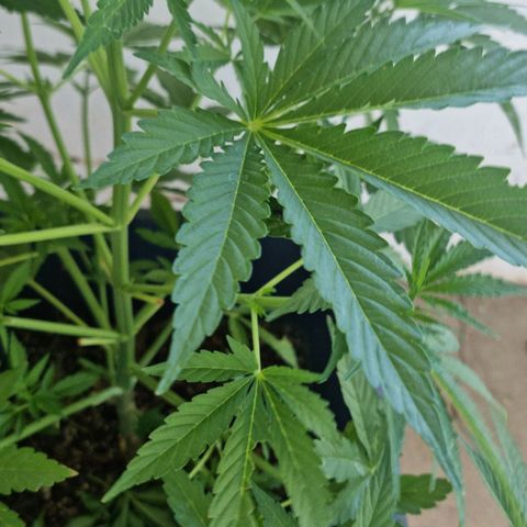 White Widow CBD (Outdoors) growlog timeline photo