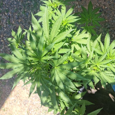 White Widow CBD (Outdoors) growlog timeline photo