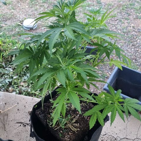 White Widow CBD (Outdoors) growlog timeline photo