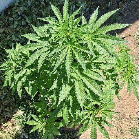 White Widow CBD (Outdoors) growlog timeline photo
