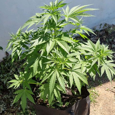 White Widow CBD (Outdoors) growlog timeline photo