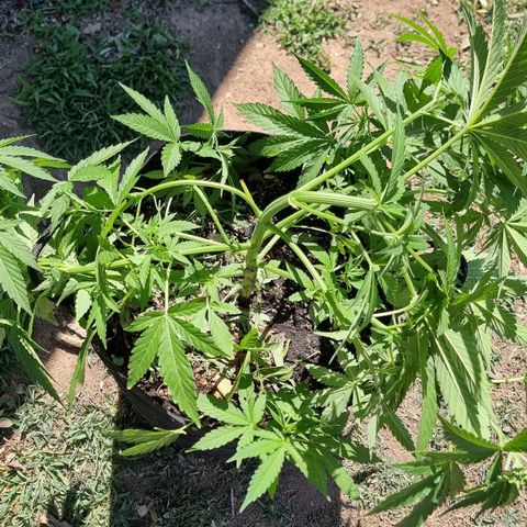 White Widow CBD (Outdoors) growlog timeline photo
