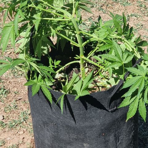 White Widow CBD (Outdoors) growlog timeline photo