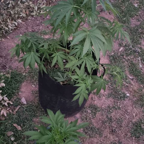 White Widow CBD (Outdoors) growlog timeline photo