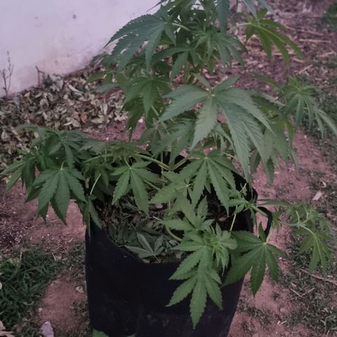 White Widow CBD (Outdoors) growlog timeline photo