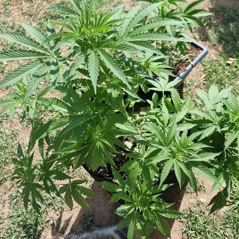 White Widow CBD (Outdoors) growlog timeline photo