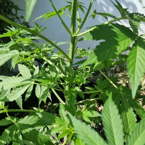 White Widow CBD (Outdoors) growlog timeline photo