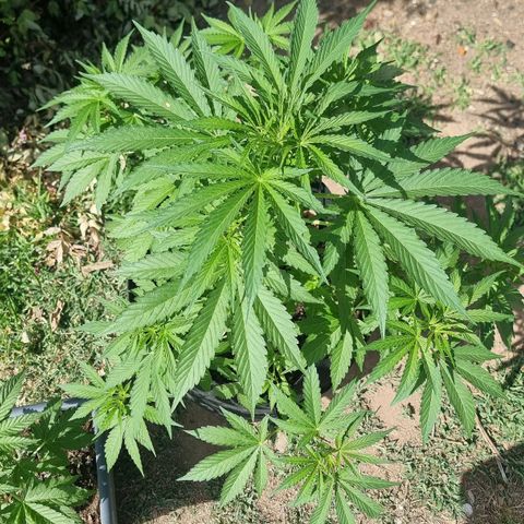 White Widow CBD (Outdoors) growlog timeline photo
