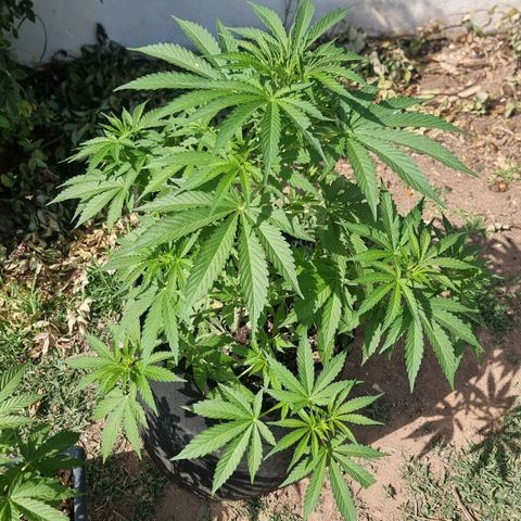 White Widow CBD (Outdoors) growlog timeline photo