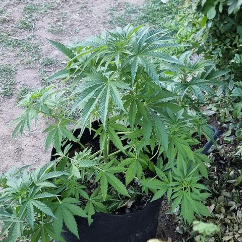 White Widow CBD (Outdoors) growlog timeline photo
