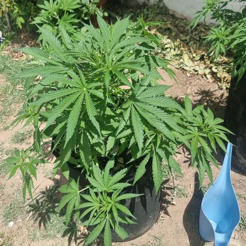 White Widow CBD (Outdoors) growlog timeline photo
