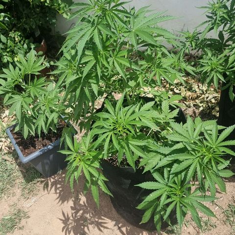 White Widow CBD (Outdoors) growlog timeline photo