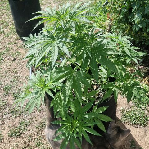 White Widow CBD (Outdoors) growlog timeline photo
