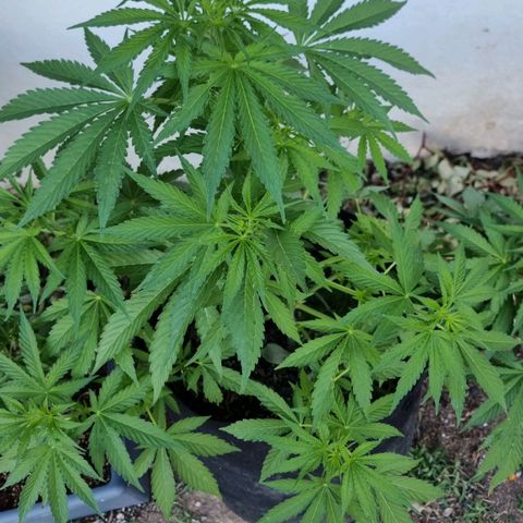 White Widow CBD (Outdoors) growlog timeline photo