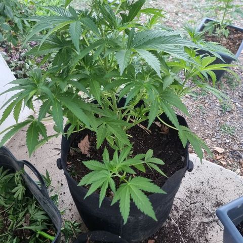 White Widow CBD (Outdoors) growlog timeline photo