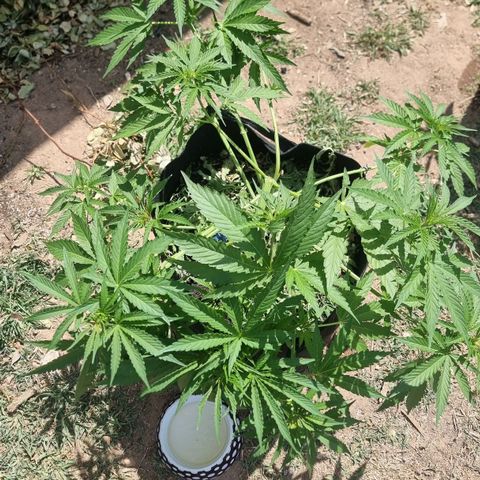 White Widow CBD (Outdoors) growlog timeline photo